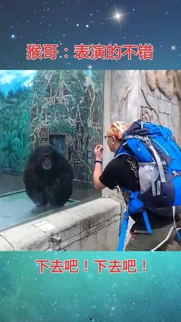 猴哥亲戚爆料视频大全,揭秘猴哥家族背后的故事与趣闻